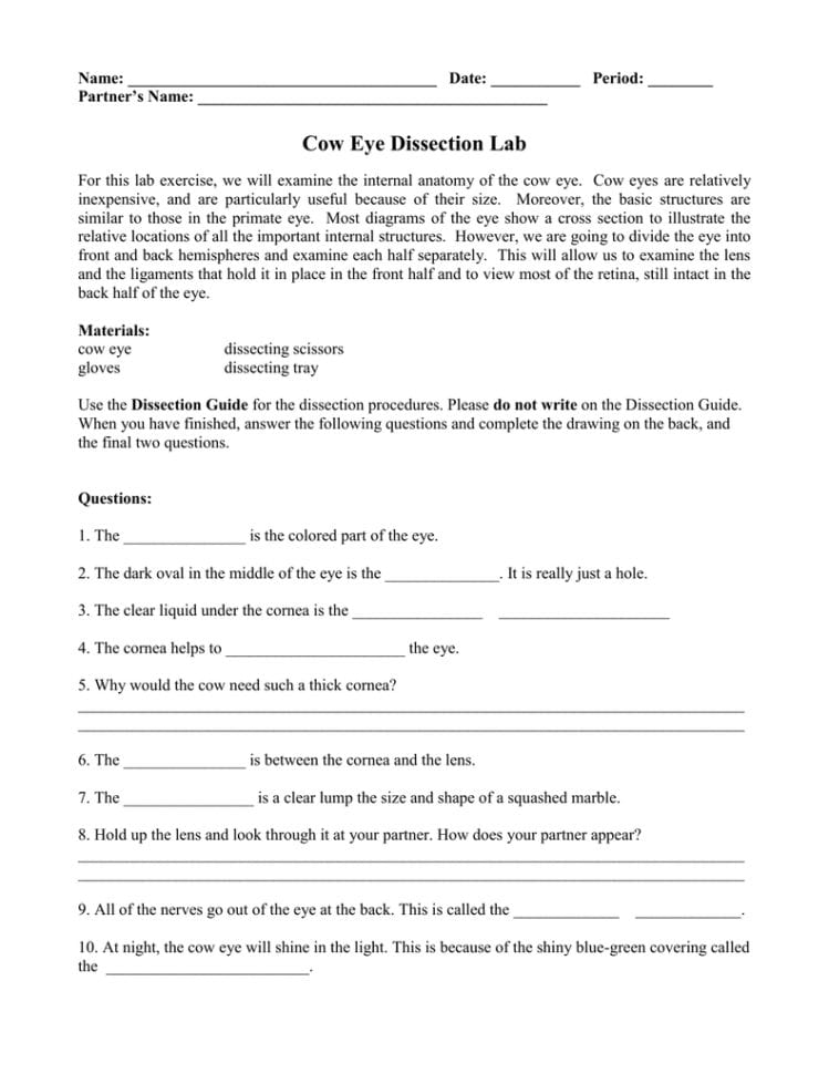 Cow Eye Dissection Lab