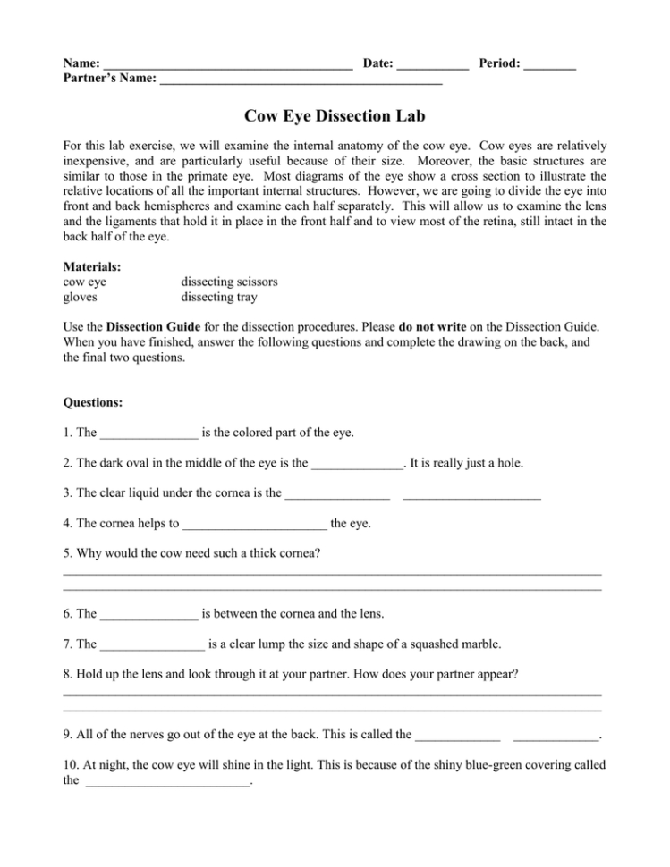 Cow Eye Dissection Lab