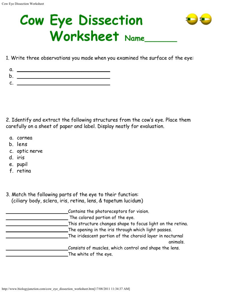 cow-eye-dissection-worksheet-answers-db-excel