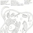 Cozy Ideas Animal Cells Coloring Worksheet Cell Answers