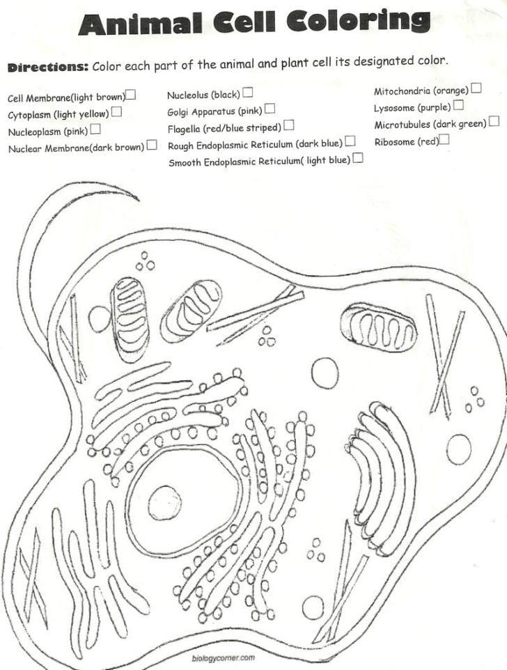 Plant Cell Coloring Worksheet
