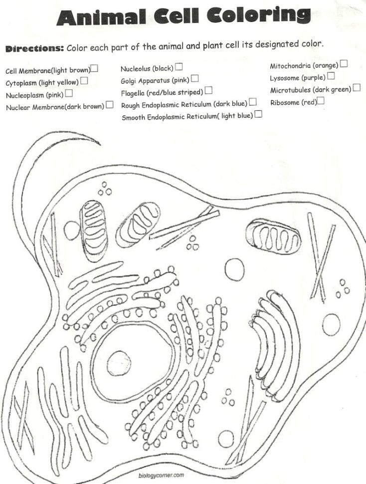 Cozy Ideas Animal Cells Coloring Worksheet Cell Answers