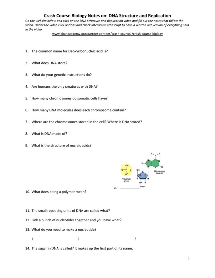 Crash Course Biology Notes On Dna Structure And Replication