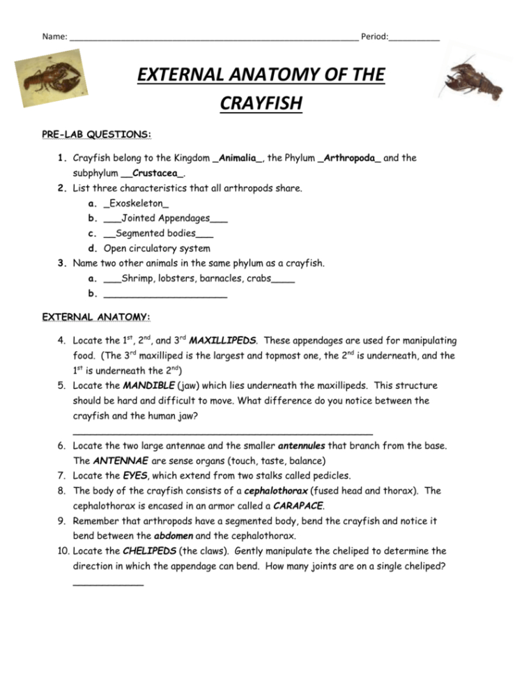 Crayfish Dissection Answers