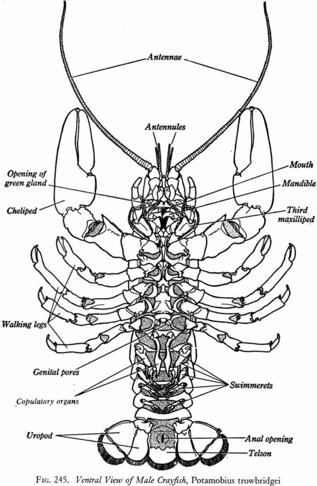 Crayfish Dissection  Biology Junction