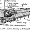 Crayfish Dissection  Biology Junction