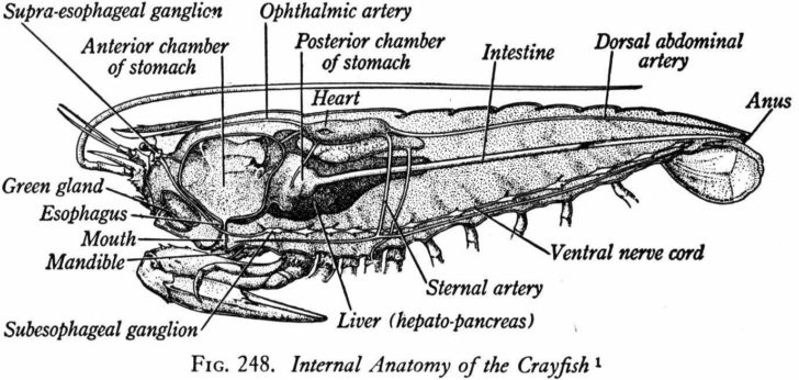 Crayfish Dissection Worksheet