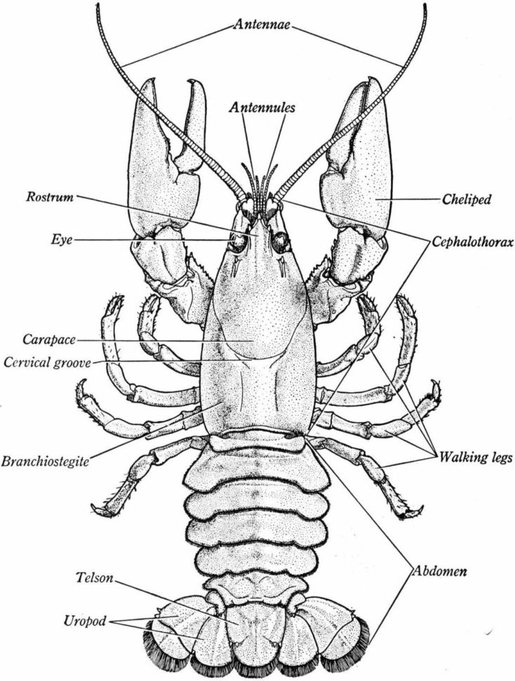 Crayfish Dissection  Biology Junction