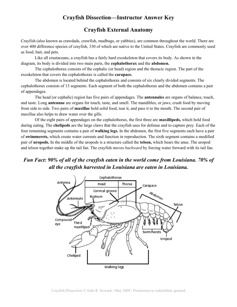 Crayfish Dissection—Instructor Answer Key Crayfish External