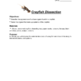 Crayfish Dissection Key  Mr Lesiuk