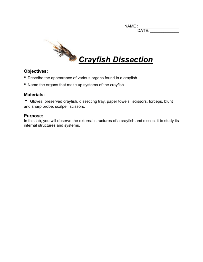Crayfish Dissection Key  Mr Lesiuk