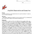 Crayfish Observation And Dissection