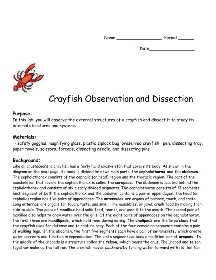 Crayfish Observation And Dissection