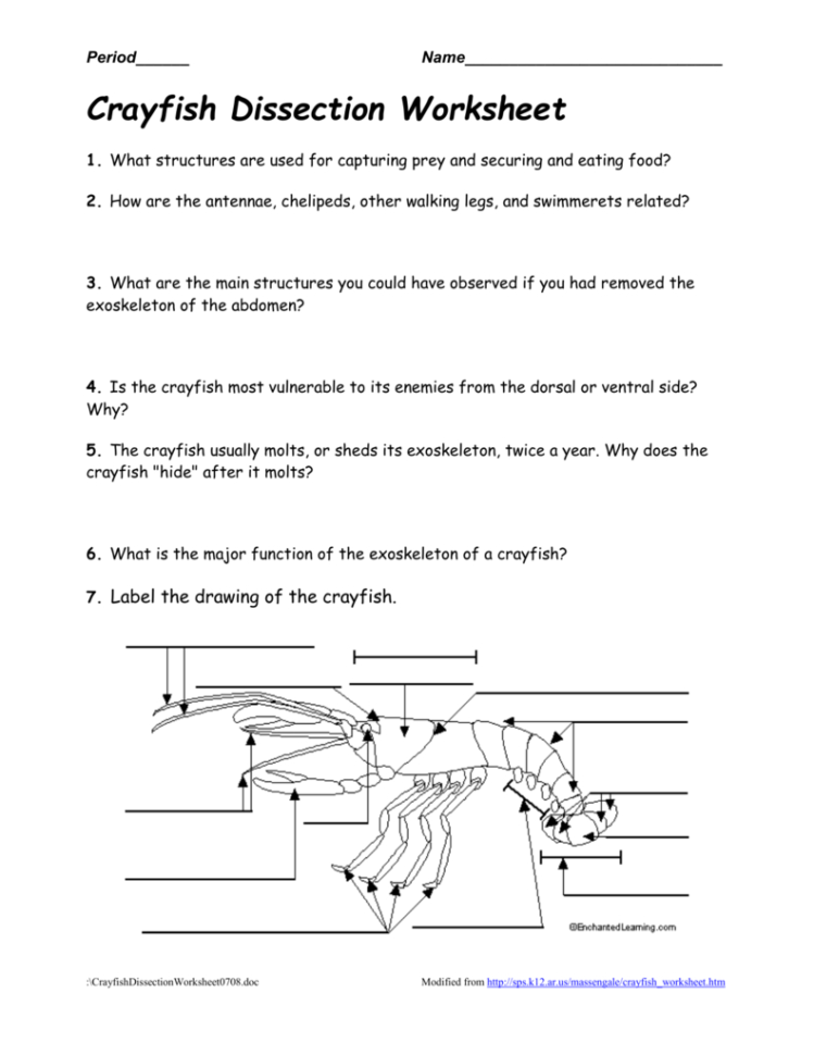 Crayfishdissectionworksheet0708