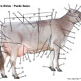 Dairy Cow Diagram  Wiring Diagram Review