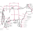 Dairy Cow Diagram  Wiring Diagrams Rock