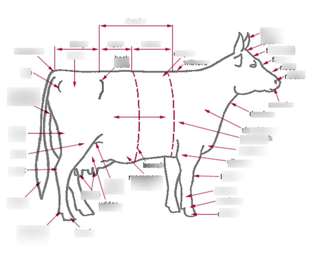 Dairy Cow Diagram  Wiring Diagrams Rock
