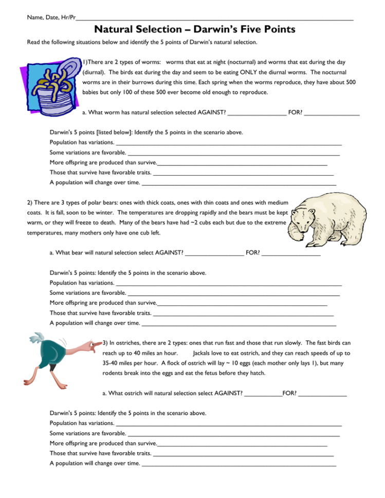 Darwin Natural Selection Worksheet  Netvs