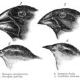 Darwin's Finches  Wikipedia