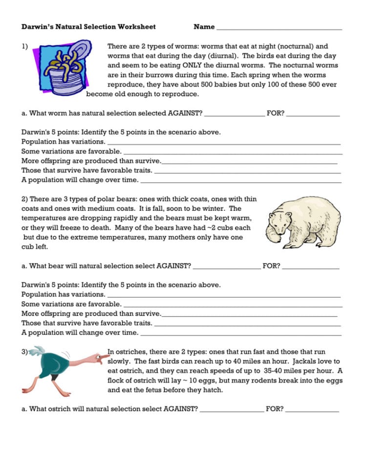 Darwins Natural Selection Worksheet  Soccerphysicsonline