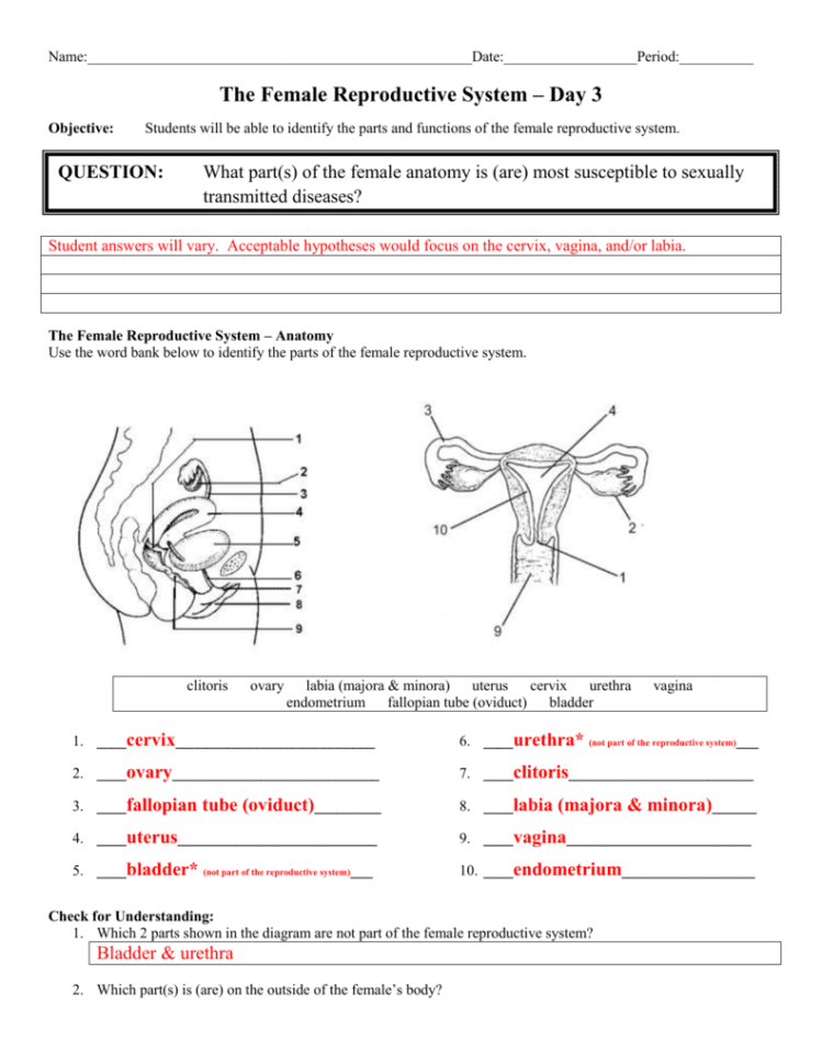 Female Reproductive System Worksheets