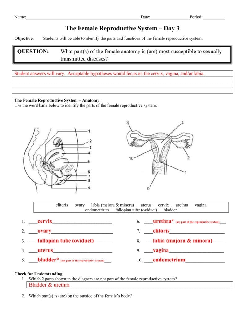 Day 3 Female Anatomy  Answer Sheet