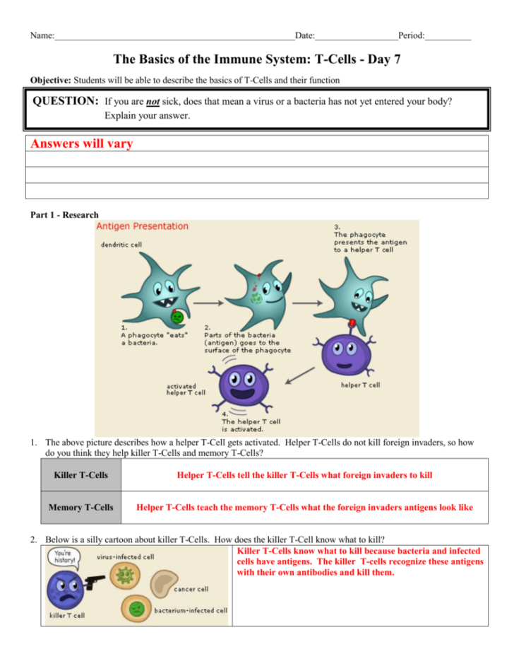 Cells Of The Immune System Student Worksheet