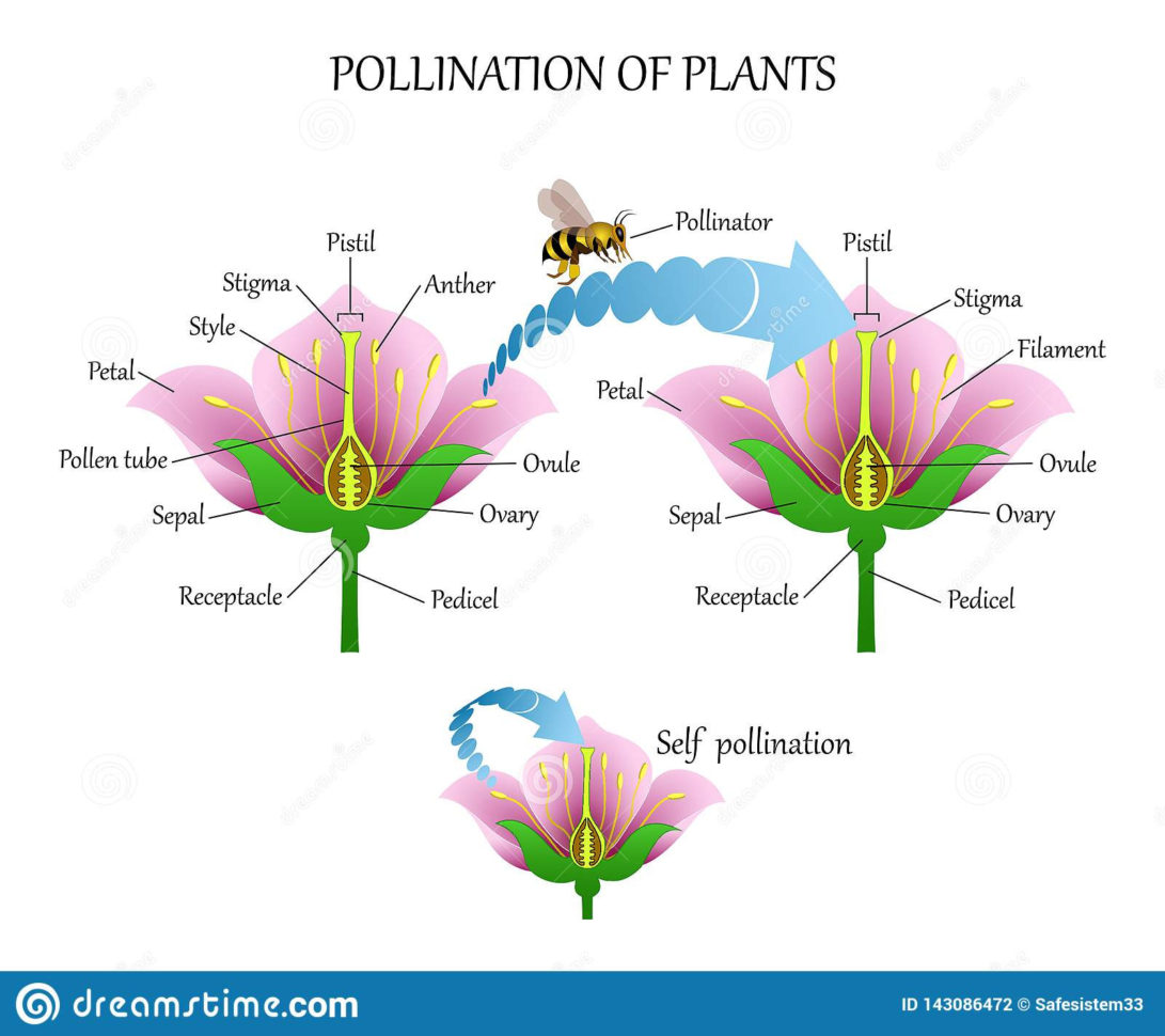 Diagram Of Flower Anatomy  Wiring Diagrams Dock