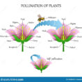 Diagram Of Flower Anatomy  Wiring Diagrams Dock