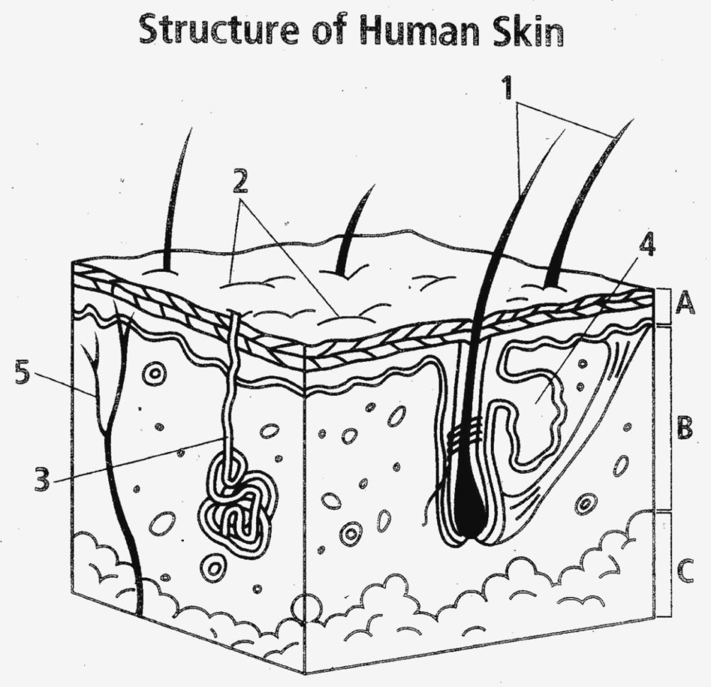 Diagram Of Skin With Labels  Wiring Diagrams Dock