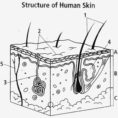 Diagram Of Skin With Labels  Wiring Diagrams Dock