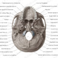 Diagram  Pictures Inferior View Of Base Of The Skull