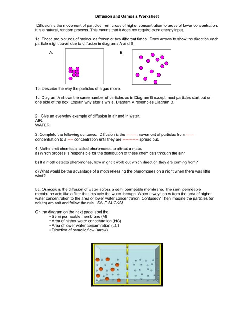 Biology Diffusion And Osmosis Worksheet Answer Key Db excel