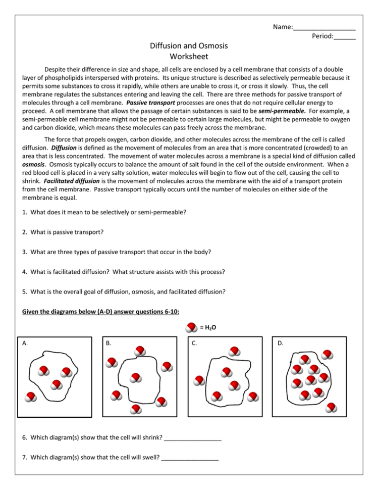 Diffusion And Osmosis Worksheet