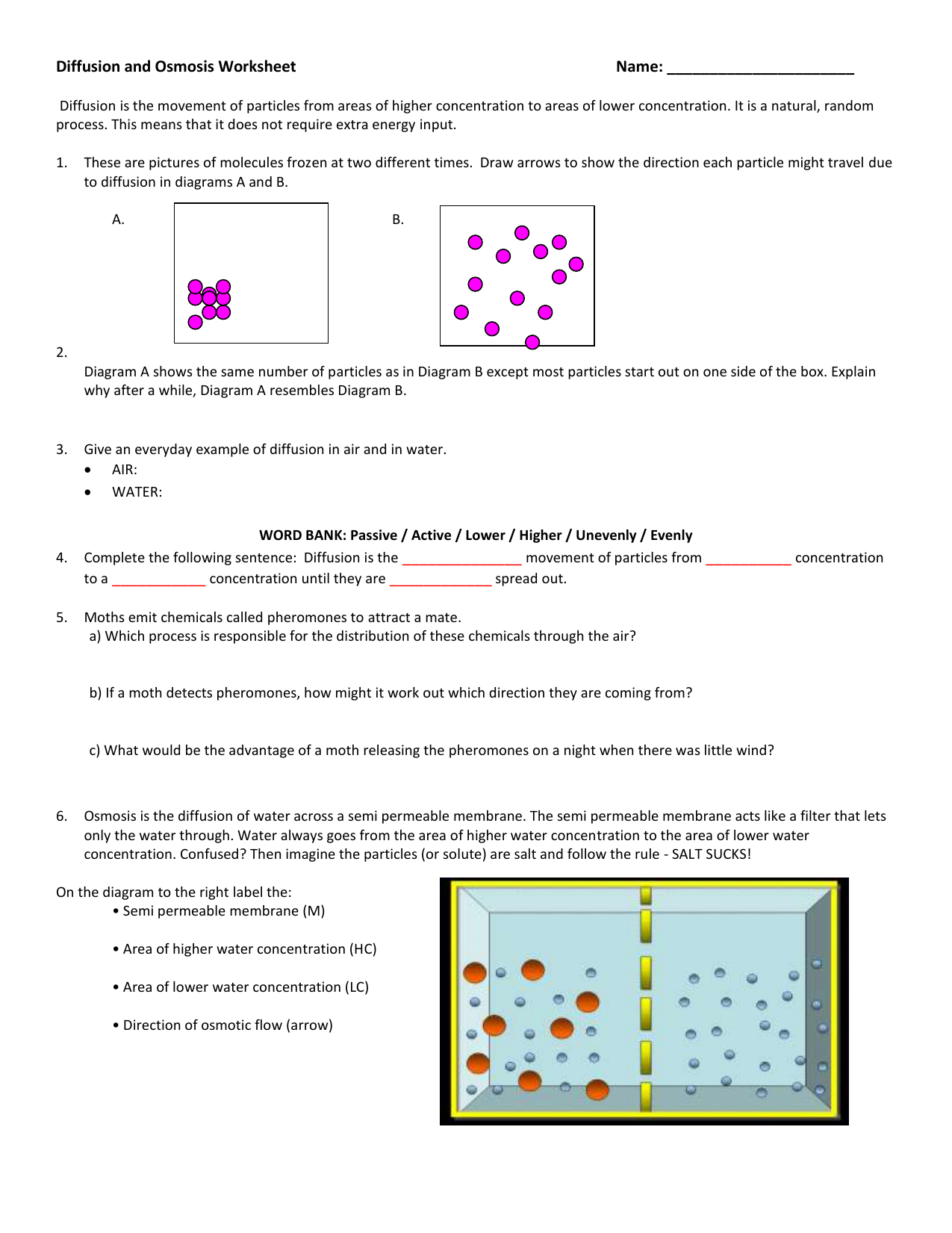 Diffusion And Osmosis Worksheet Answers db excel com