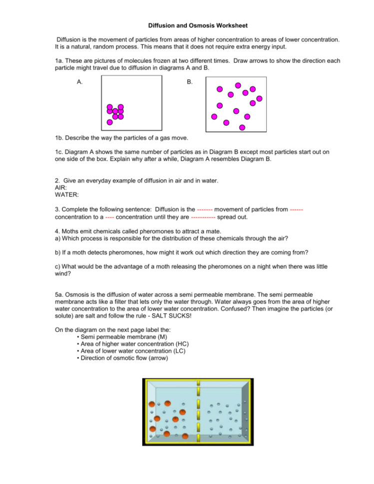 Diffusion And Osmosis Worksheet Answer Key Dividing Decimals