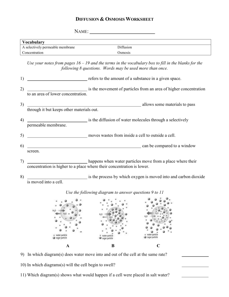 Diffusion And Osmosis Worksheet  Netvs