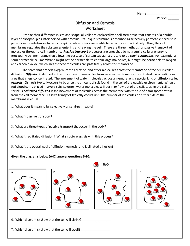 Water Potential And Osmosis Worksheet Answers Db excel