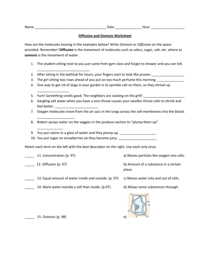 Diffusion And Osmosis Worksheet Answer Key
