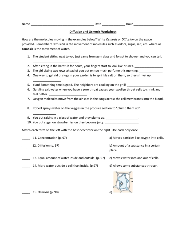 Diffusion And Osmosis Worksheet Answer Key Db excel