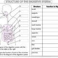 Digestive System Worksheet Pdf  Soccerphysicsonline