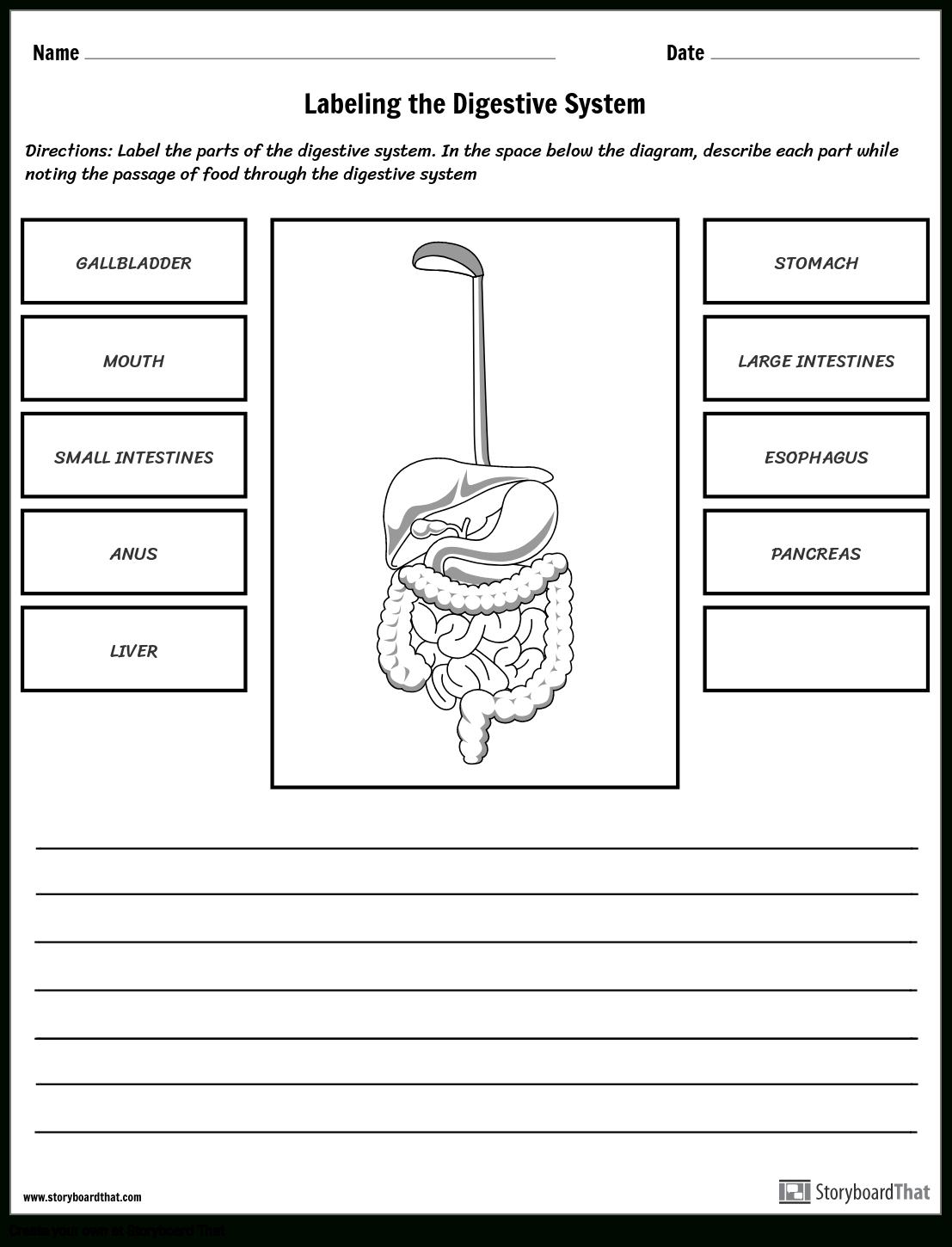 Digestive System Worksheet Storyboardkristen