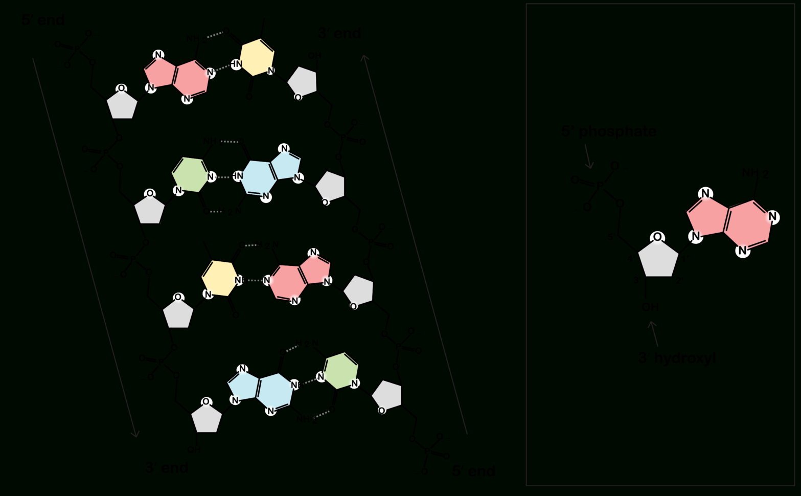 Discovery Of The Structure Of Dna Article  Khan Academy