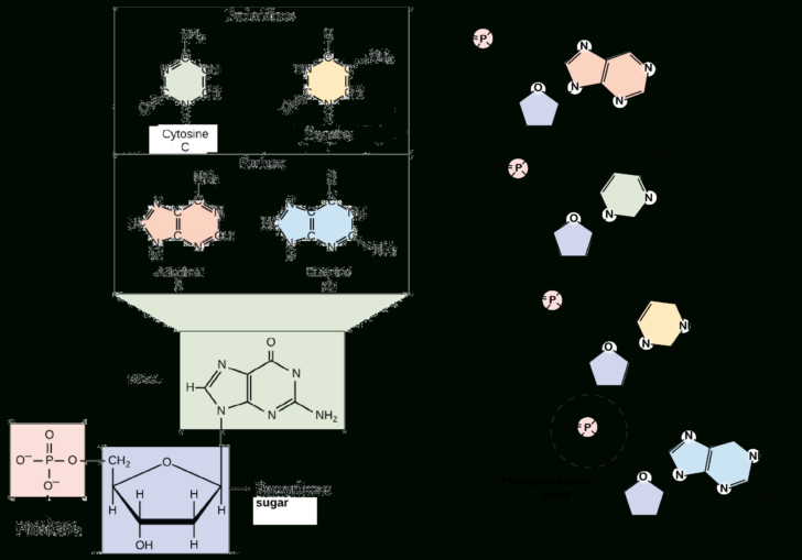 Dna Base Pairing Worksheet Answer Key