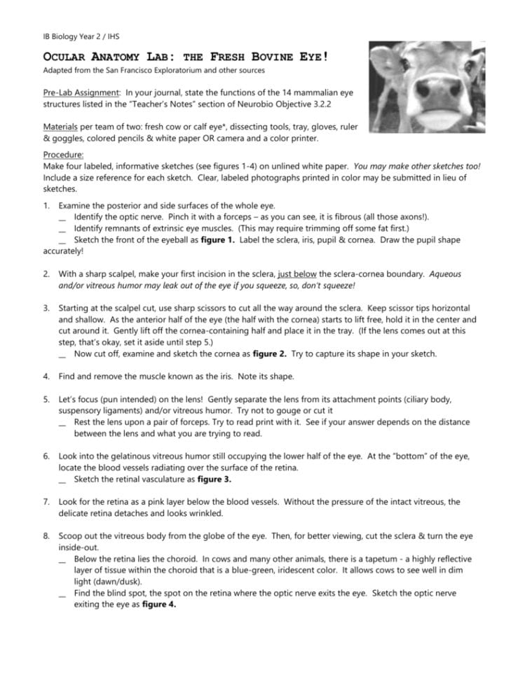 Dissecting A Cow's Eye