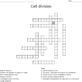 Division Puzzle Worksheets Cell Crossword Word Worksheet
