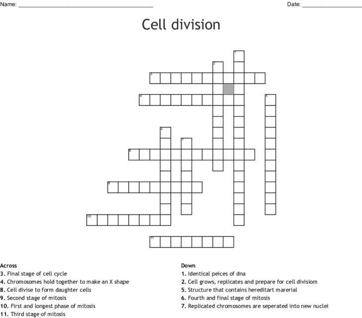 Cell Worksheet Pdf