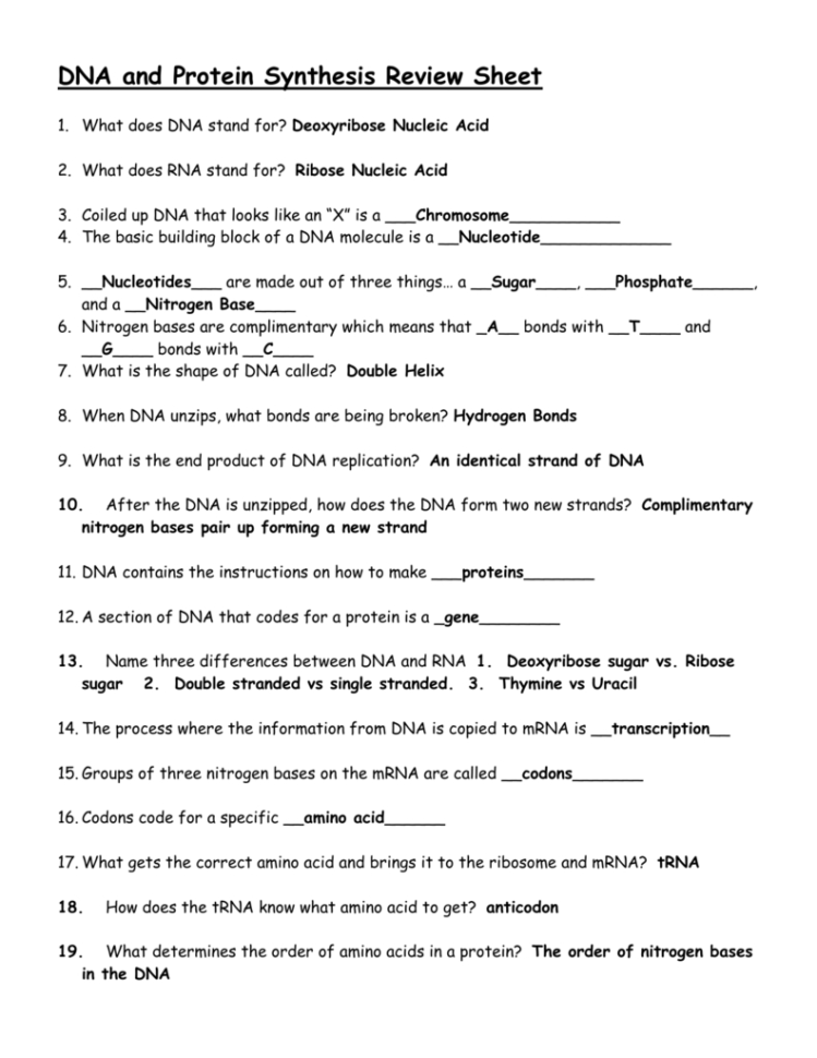 Dna And Protein Synthesis Review Sheet