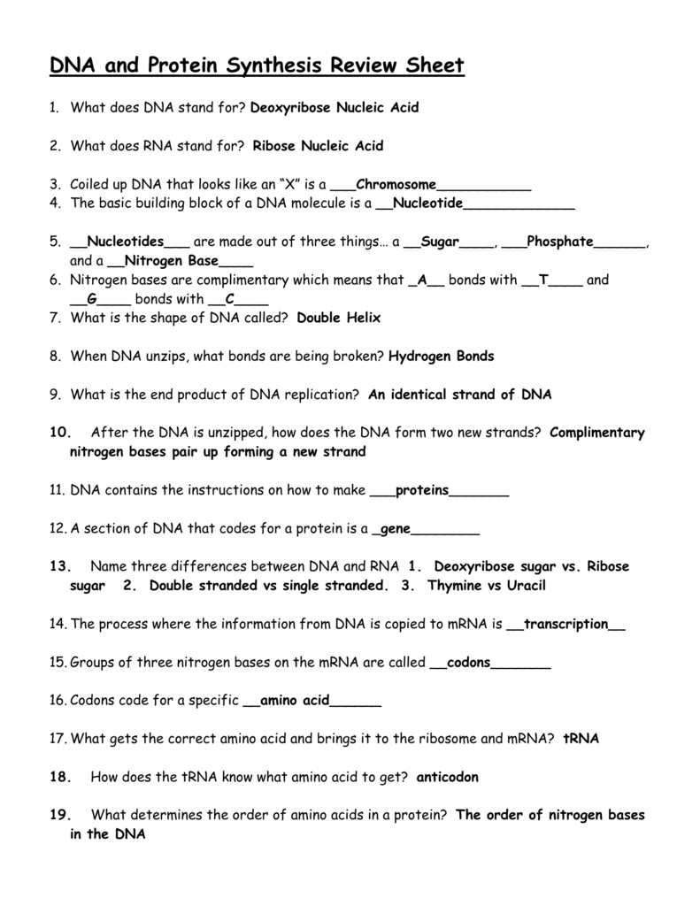 Biology Protein Synthesis Review Worksheet Answer Key Db excel