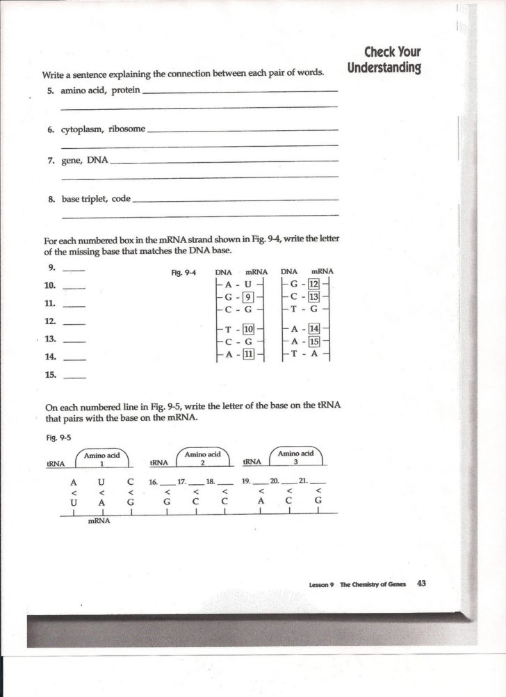 Worksheet 4 4 Chargaff039S Dna Data Answer Key